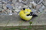 Click to see Y_DSF1765.JPG