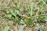 Click to see Y_DSF1799.JPG