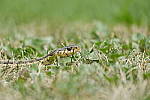 Click to see Y_DSF1801.JPG