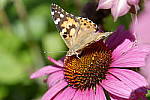 Click to see Y_DSF1808.JPG