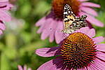 Click to see Y_DSF1822.JPG