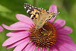Click to see Y_DSF1843.JPG