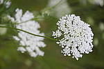 Click to see Y_DSF1905.JPG
