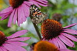Click to see Y_DSF2008.JPG