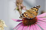 Click to see Y_DSF2073.JPG