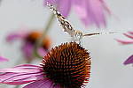 Click to see Y_DSF2075-FLASH.JPG