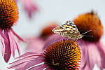Click to see Y_DSF2080-FLASH.JPG