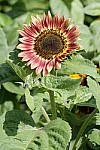Click to see Y_DSF2087.JPG