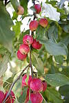 Click to see Y_DSF2440-FILM-SIM-ASTIA.JPG