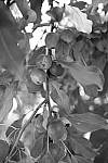 Click to see Y_DSF2444-FILM-SIM-MONO.JPG