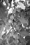 Click to see Y_DSF2445-FILM-SIM-MONO-YELLOW.JPG