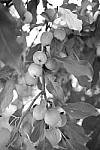 Click to see Y_DSF2446-FILM-SIM-MONO-RED.JPG