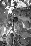 Click to see Y_DSF2447-FILM-SIM-MONO-GREEN.JPG