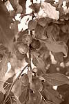 Click to see Y_DSF2448-FILM-SIM-SEPIA.JPG