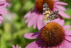 Fujifilm X-A3 field test photo