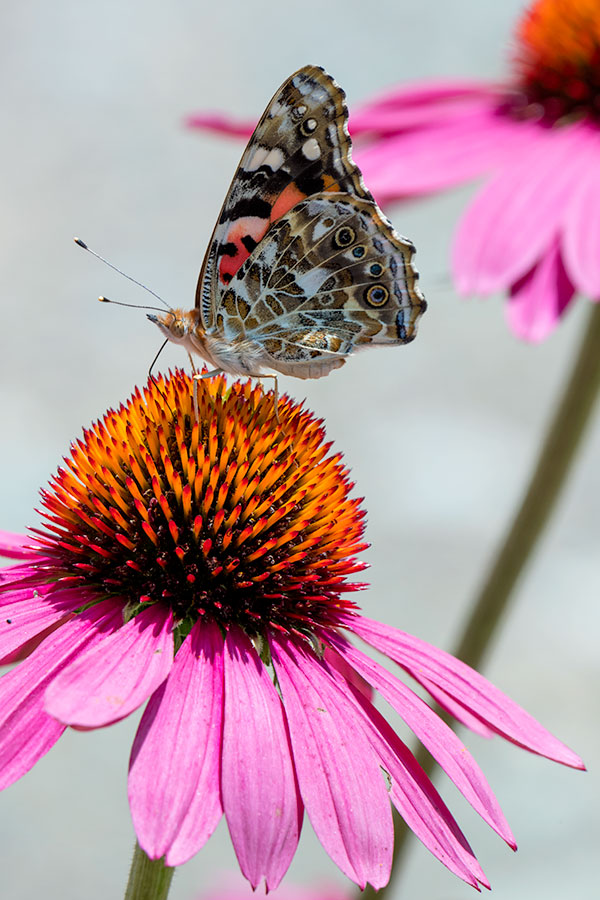 Fujifilm X-A3 Review: Field Test -- Gallery Image
