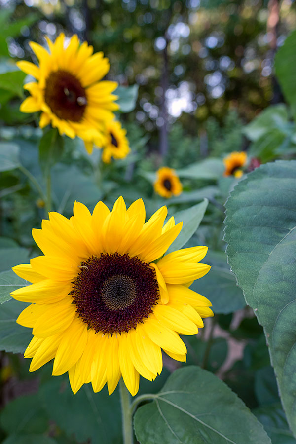 Fujifilm X-A3 Review: Field Test -- Gallery Image