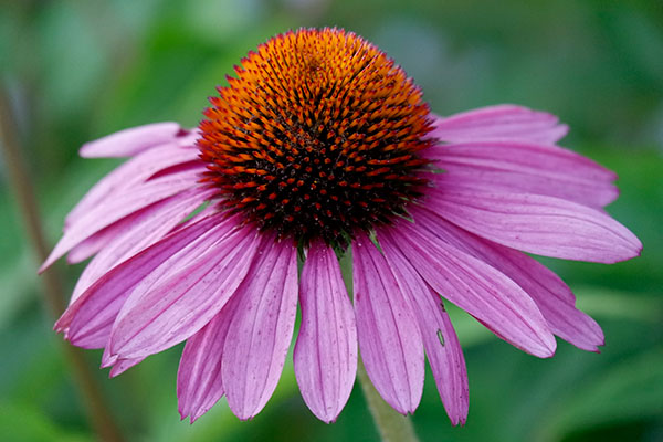 Fujifilm X-A3 Review: Field Test -- Gallery Image