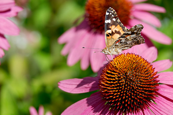 Fujifilm X-A3 Review: Field Test -- Gallery Image