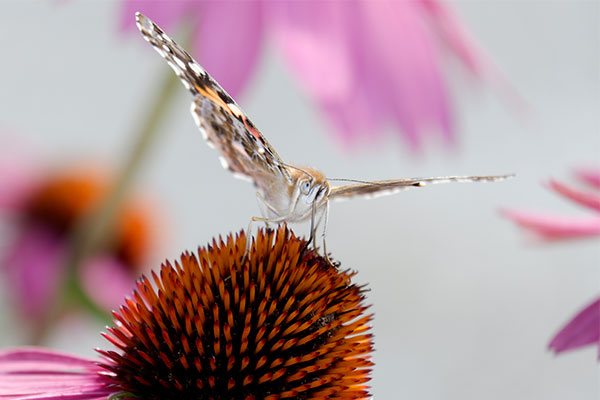 Fujifilm X-A3 Review: Field Test -- Gallery Image