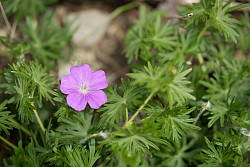 Fujifilm X-A5 field test photo