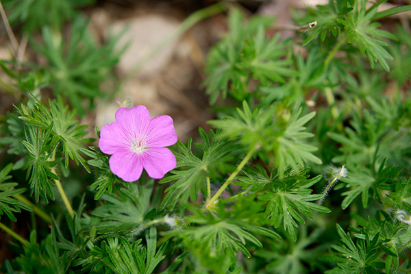 Fujifilm X-A5 Review: Field Test -- Gallery Image