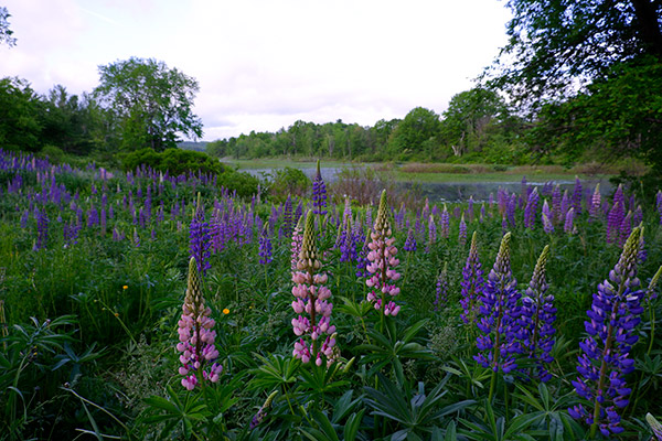 Fujifilm X-A5 Review: Field Test -- Gallery Image