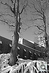 Click to see YDSCF2381.JPG