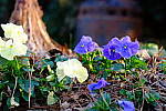 Click to see Y_56MM_E2811.JPG