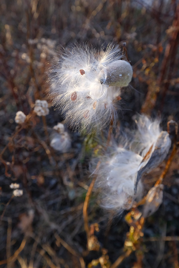 Fujifilm X-E3 Review: Field Test -- Gallery Image