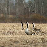 Click to see Y-JG-FUJI-X-E4-0316.JPG