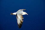 Click to see Y-JG-FUJI-X-E4-1624.JPG