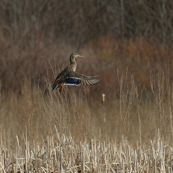 Fujifilm X-E4 Review: Field Test -- Gallery Image