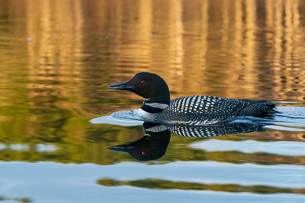 Fujifilm X-E4 Review: Field Test -- Gallery Image