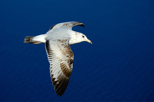 Fujifilm X-E4 Review: Field Test -- Gallery Image