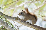 Click to see YDSF3828-MOD.JPG