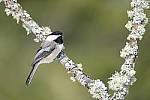 Click to see YDSF3840.JPG