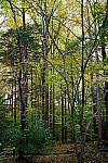 Click to see Y-WB-XF30Macro-DSCF2383.JPG