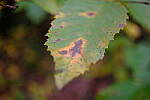 Click to see Y-WB-XF30Macro-DSCF2385.JPG