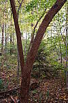 Click to see Y-WB-XF30Macro-DSCF2402.JPG