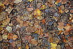 Click to see Y-WB-XF30Macro-DSCF2408.JPG
