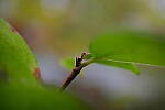 Click to see Y-WB-XF30Macro-DSCF2442.JPG