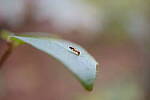 Click to see Y-WB-XF30Macro-DSCF2463.JPG