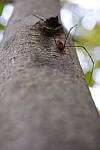 Click to see Y-WB-XF30Macro-DSCF2493.JPG