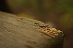 Click to see Y-WB-XF30Macro-DSCF2522.JPG