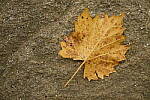 Click to see Y-WB-XF30Macro-DSCF2532.JPG