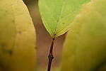 Click to see Y-WB-XF30Macro-DSCF2550.JPG