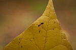 Click to see Y-WB-XF30Macro-DSCF2558.JPG