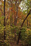 Click to see Y-WB-XF30Macro-DSCF2572.JPG