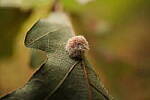 Click to see Y-WB-XF30Macro-DSCF2577.JPG